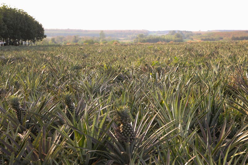 Pineapple farm stock image. Image of organic, harvest 75030497