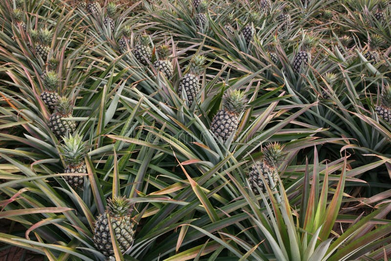 Pineapple At Farm Ready To Harvest Stock Image Image of landscape