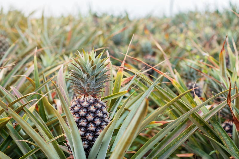 Pineapple in Farm with Sky. Stock Photo Image of asian, field 119780966