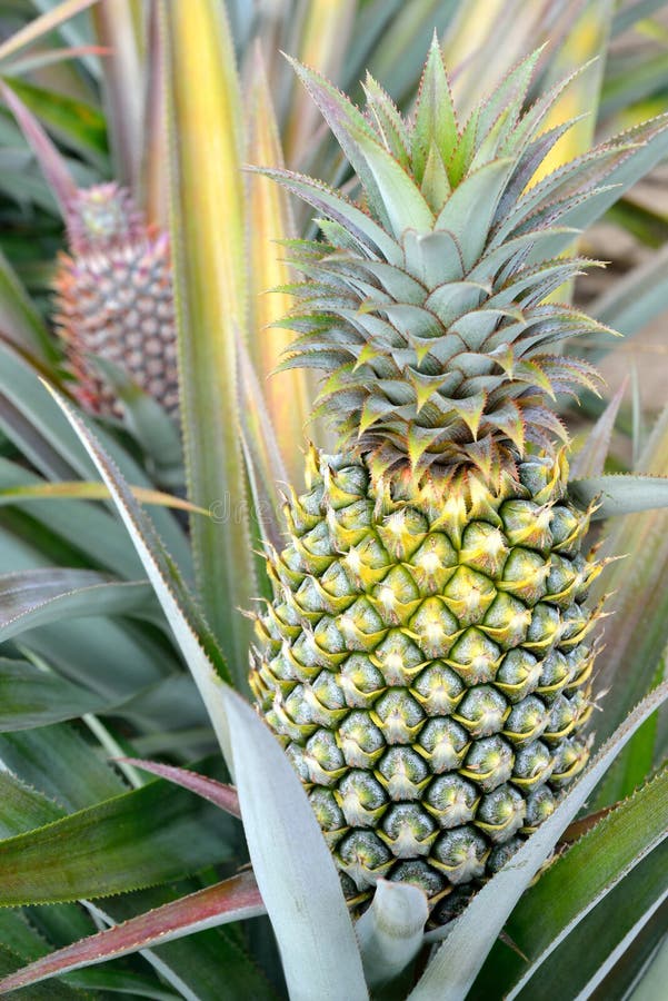 Pineapple farm stock image. Image of healthy, organic 37630519