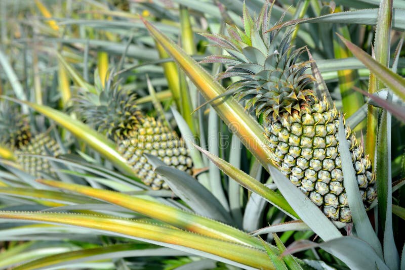 Pineapple farm stock image. Image of diet, sweet, natural 68467645