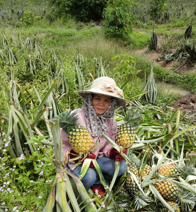 Pineapple farmers. editorial photo. Image of hold, colour 32643251