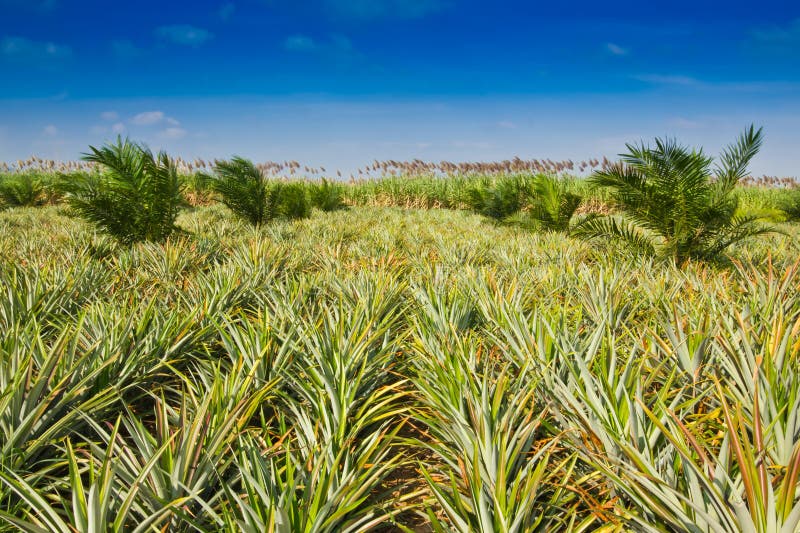 Pineapple field