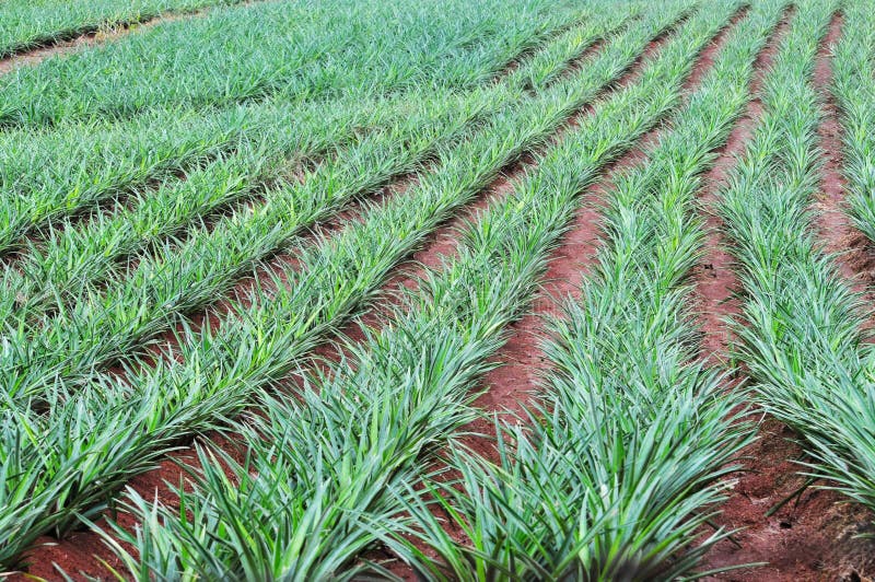Pineapple farm stock image. Image of food, line, nutrition 13938517