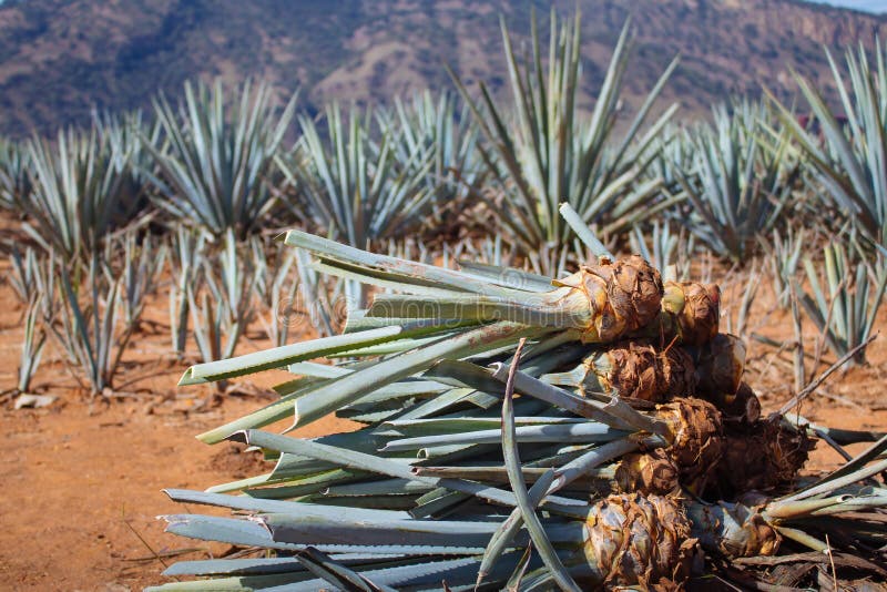 Pineapple field. Young pineapples in the field.Harvesting the agave in the field.