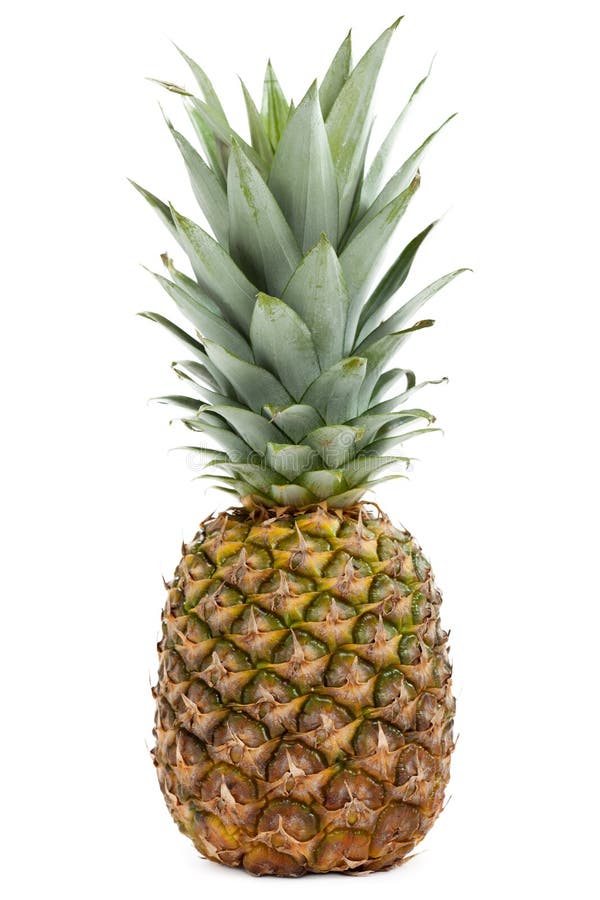 Pineapple Fruit on the Bush Stock Image Image of natural, field 32043271