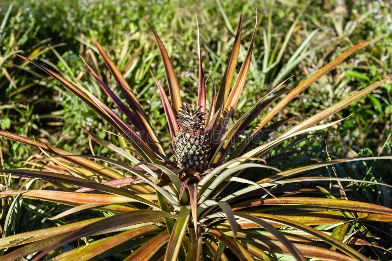 Pineapple Fruit On The Bush Stock Photo Image of background, ananas
