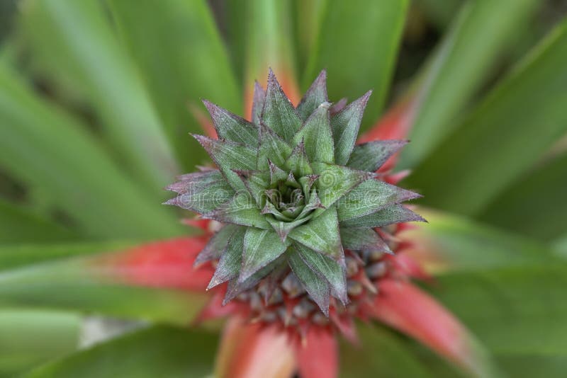 1,093 Pineapple Farm View Stock Photos Free & RoyaltyFree Stock