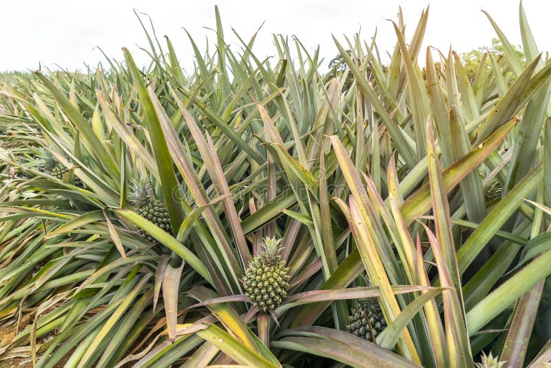 Pineapple Plantation Mauritius Stock Photos Free & RoyaltyFree Stock Photos from Dreamstime