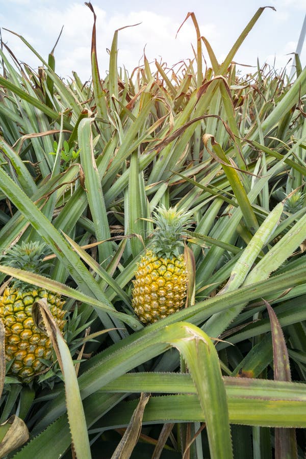 Pineapple Plantation Mauritius Stock Photos Free & RoyaltyFree Stock Photos from Dreamstime