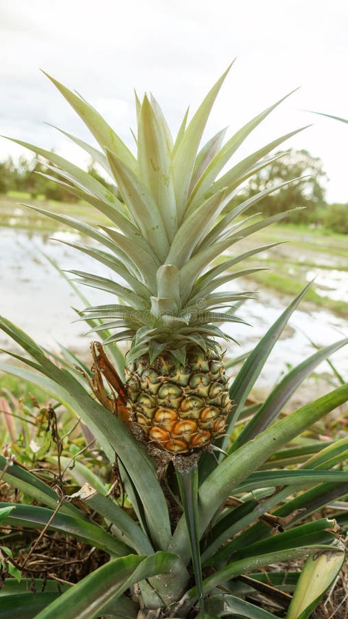 Pineapple Fruit Plant in an Orchard Stock Photo Image of growth