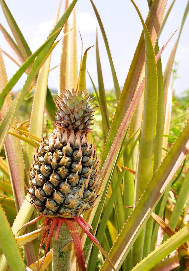 Pineapple farm stock image. Image of fresh, plant, sweet 74650721