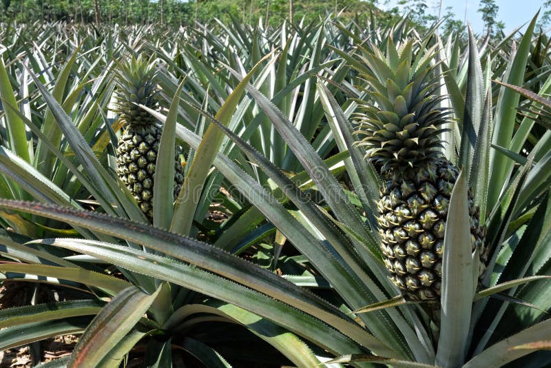 Pineapple Growing in a Field Stock Image Image of plantation, food