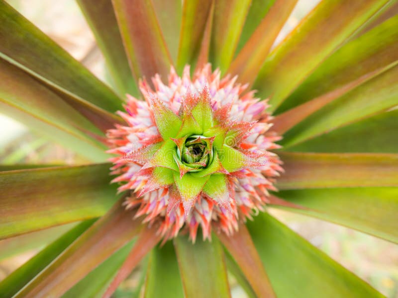 Pineapple growing stock image. Image of field, desserts 20729667
