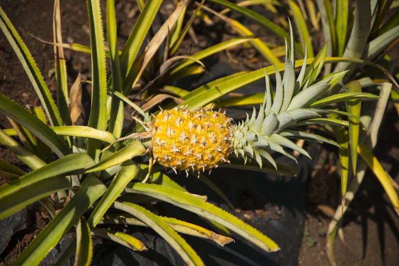 314 Pineapple Plant Growing Hawaii Photos Free & RoyaltyFree Stock