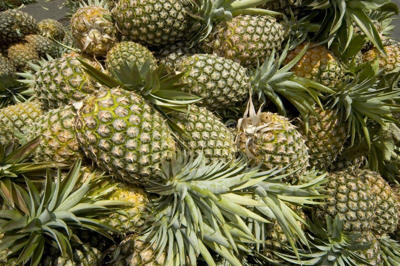 Pineapple Harvest