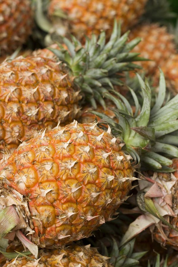Pineapple heads