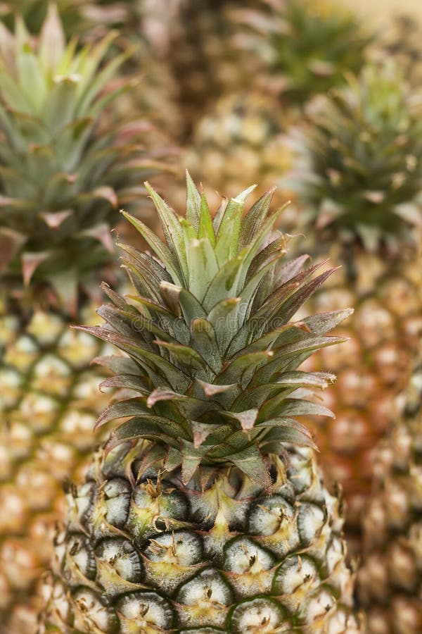 Pineapple heads stock image. Image of natural, organic 8462151