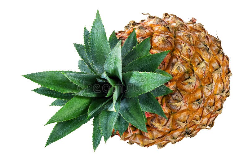 White Spots On Pineapple Leaves