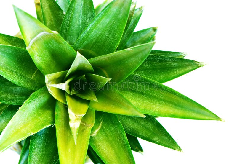 Pineapple leaves