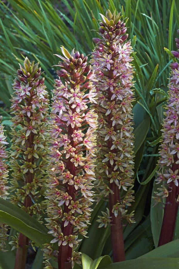 Autumnalis, Autumn Pineapple Flower, Autumn Pineapple Lily