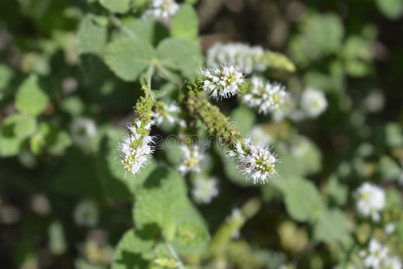 Pineapple mint stock photo. Image of outdoors, leaf 259734370