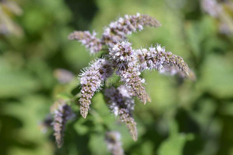 Pineapple mint stock photo. Image of pineapple, flower 261505124