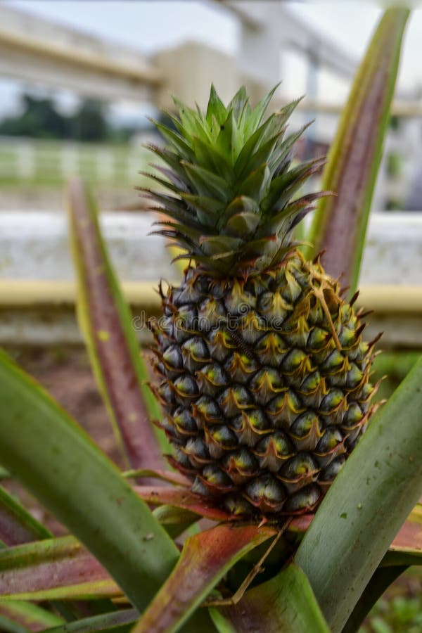Pineapple Garden In Thailand Stock Image Image of health, growth