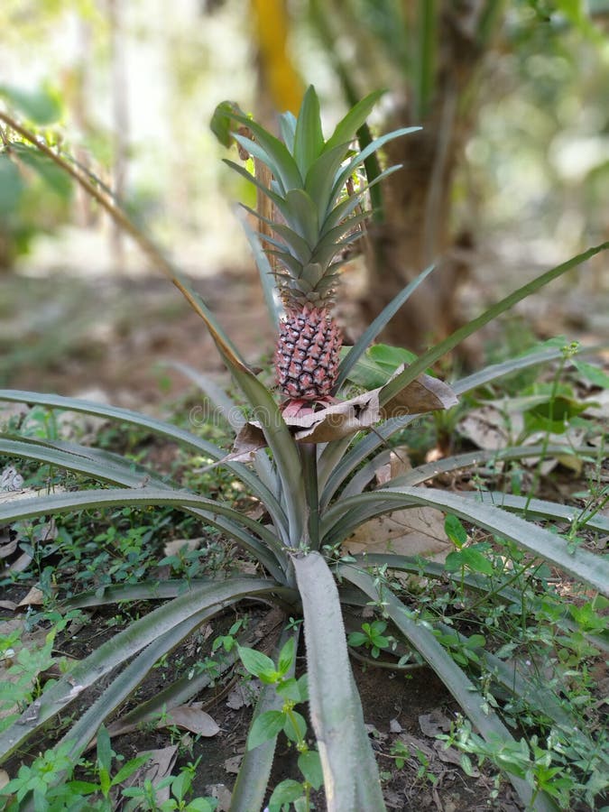 Pineapple in our land stock image. Image of green, fresh 231946219