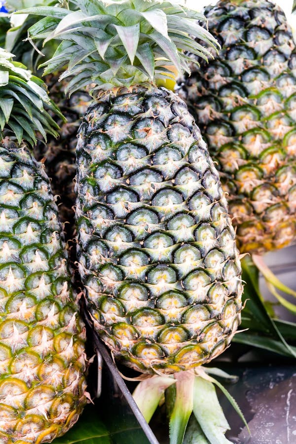 Pineapple plant stock photo. Image of nutrient, juice 26619478
