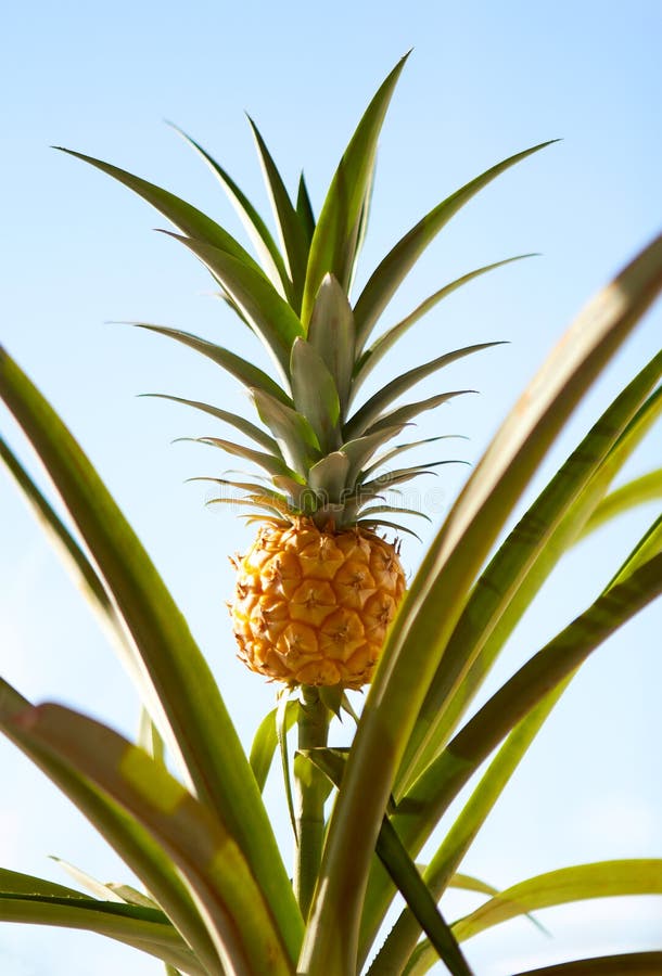 Hawaii Ripe pineapple stock photo. Image of hawaii 19635060
