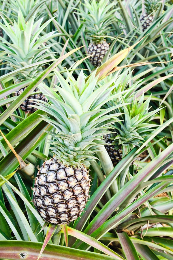 Pineapple plant stock photo. Image of nutrient, juice 26619478