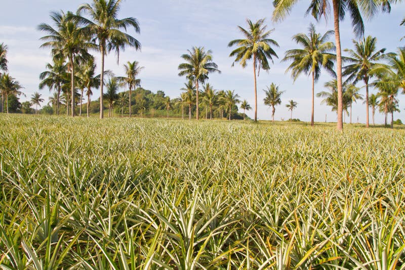 Pineapple plant farm stock photo. Image of nutrition 28497648