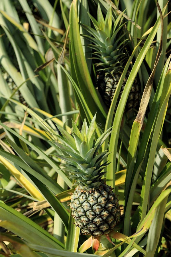 Pineapple on the plant in farm, tropical fruit in nature royalty free stock images Pineapple on the plant in farm, tropical fruit in nature royalty free stock images