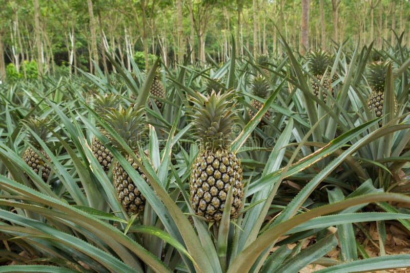 Pineapple plant field