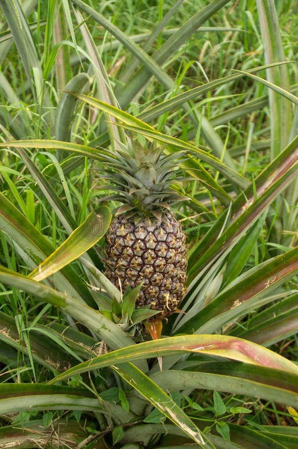 Pineapple plant stock photo. Image of plantation, botanical 240210844