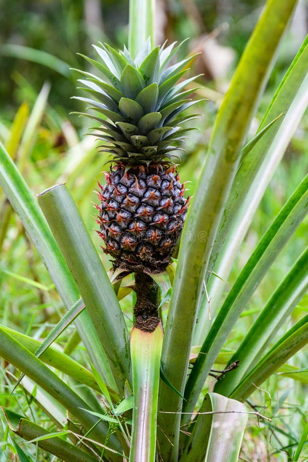 Pineapple Plant with Fruit at the Plantation. Agricultural Concept