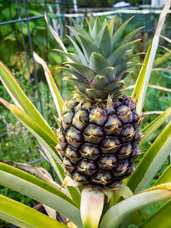 Pineapple Plant in Garden stock image. Image of grow 24447443