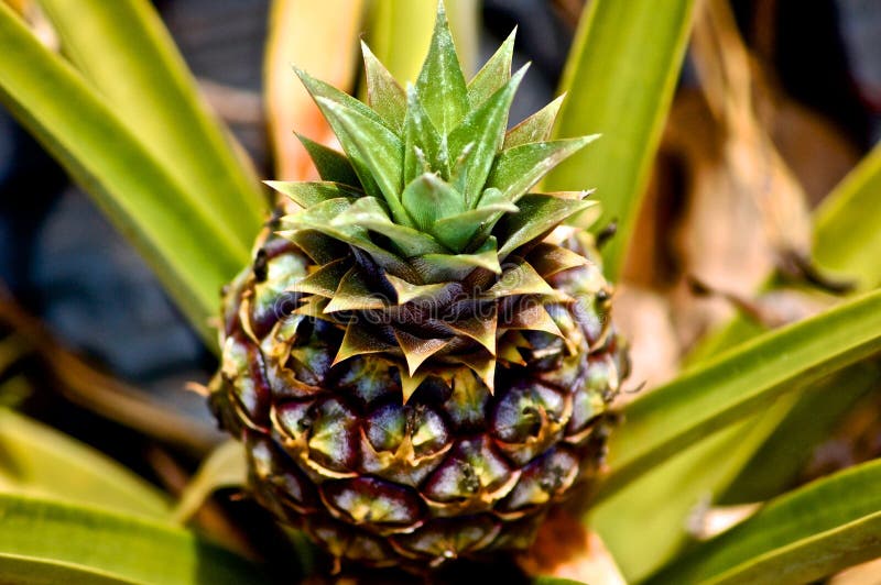 339 Pineapple Plant Growing Hawaii Stock Photos Free & RoyaltyFree