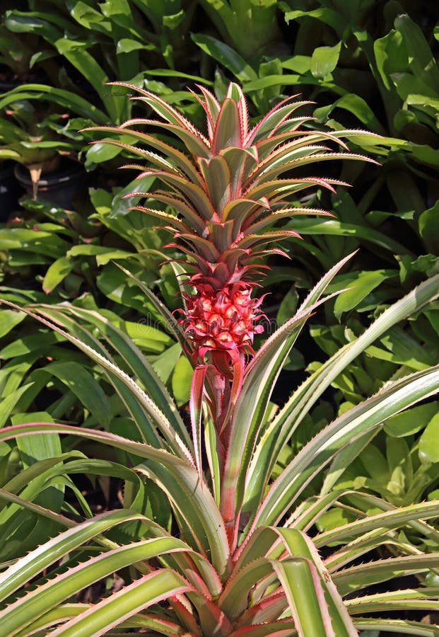Red pineapple plant stock photo. Image of plant, hawaii 73887338