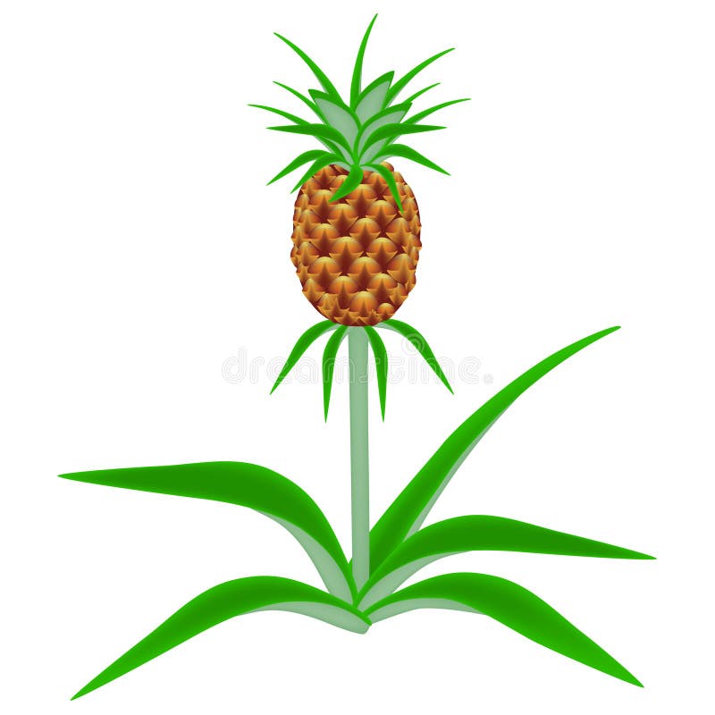 Pineapple Growing Plantation Stock Illustrations 32 Pineapple Growing