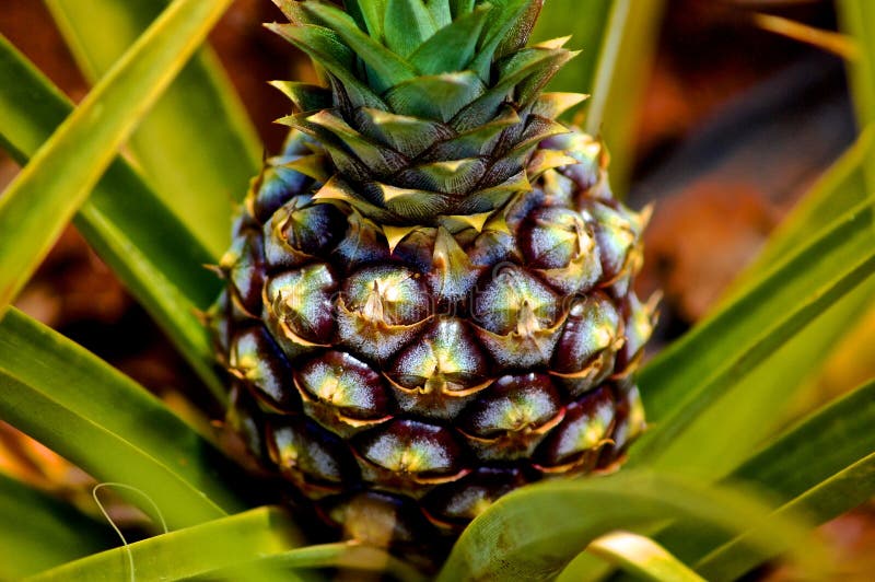 Pineapple Plant stock image. Image of pointy, hawaii 69748333