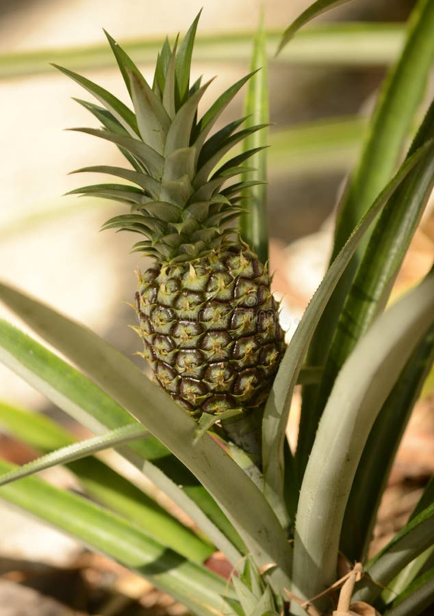 Pineapple Plant Ready for Harvest Stock Photo Image of pineapple