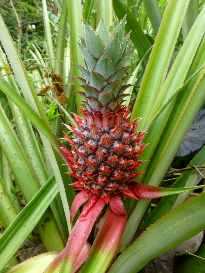 Pineapple Plant with a Red Fruit Stock Photo Image of nature, closeup