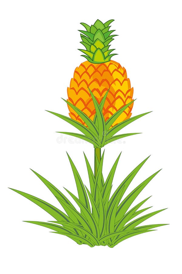 Pineapple Growing Plantation Stock Illustrations 32 Pineapple Growing