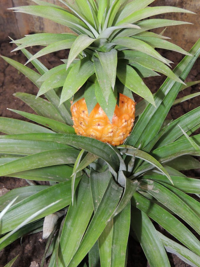 Pineapple Sprout. Pineapple Sapling. Pineapple Planting And Roots. Man