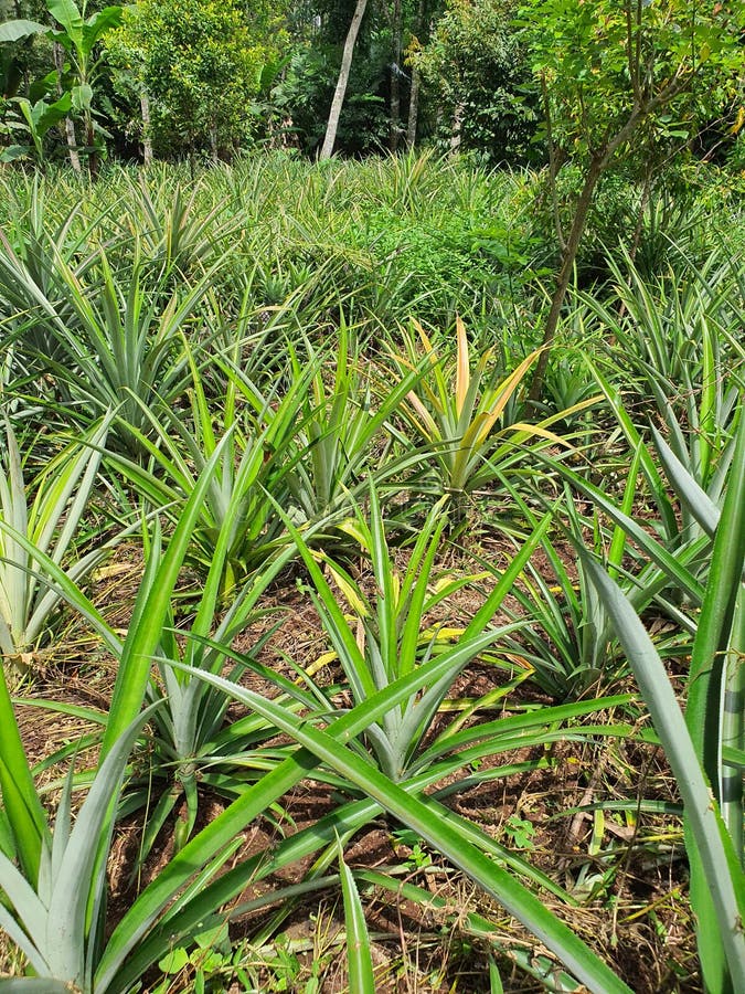 Pineapple Plantation ðŸ ðŸ ðŸ Stock Image Image of pine, rock 262329581