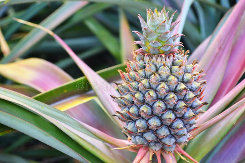 Pineapple plantation stock image. Image of cultivated 41381601