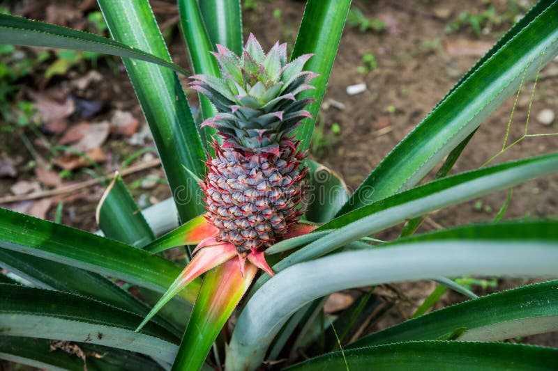 Pineapple Ripe almost the Middle of the Long Leaves Singapore Stock