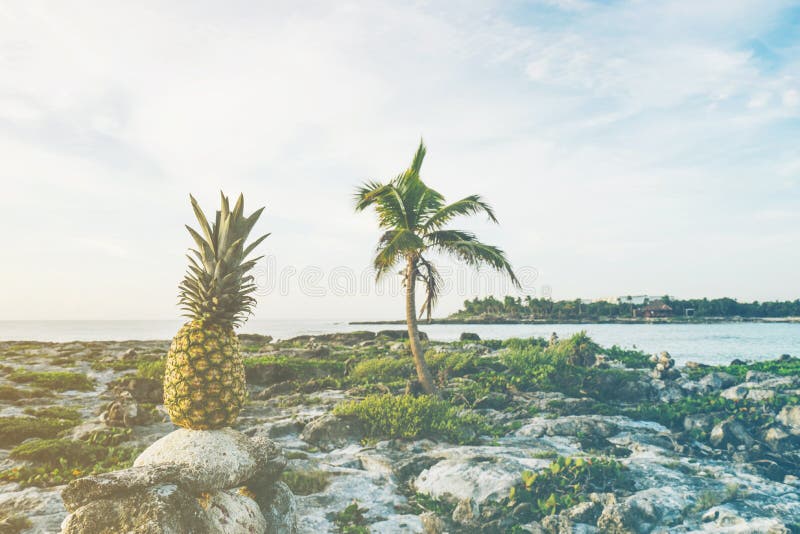 Pineapple On Rock Picture. Image 83074884